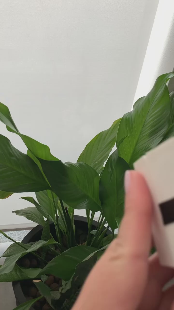 Anel Manon Herança das Treze